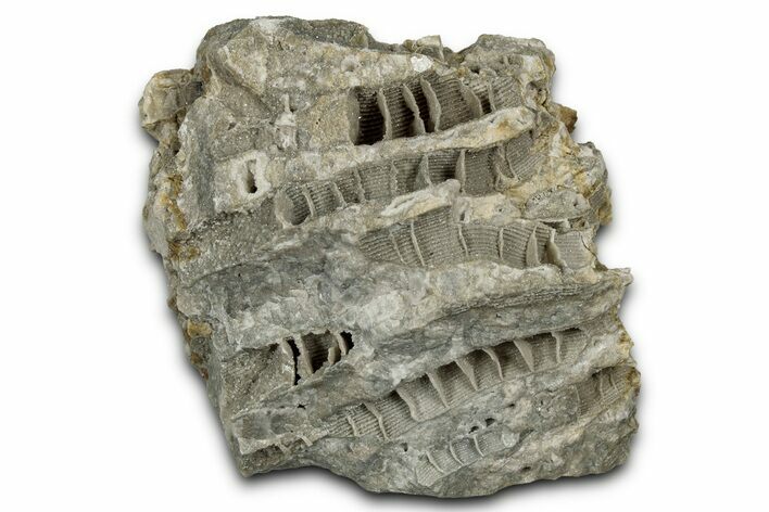 Silurian Dolostone w/ Sparkling Fossil Coral (Fletcheria) - Ohio #346097